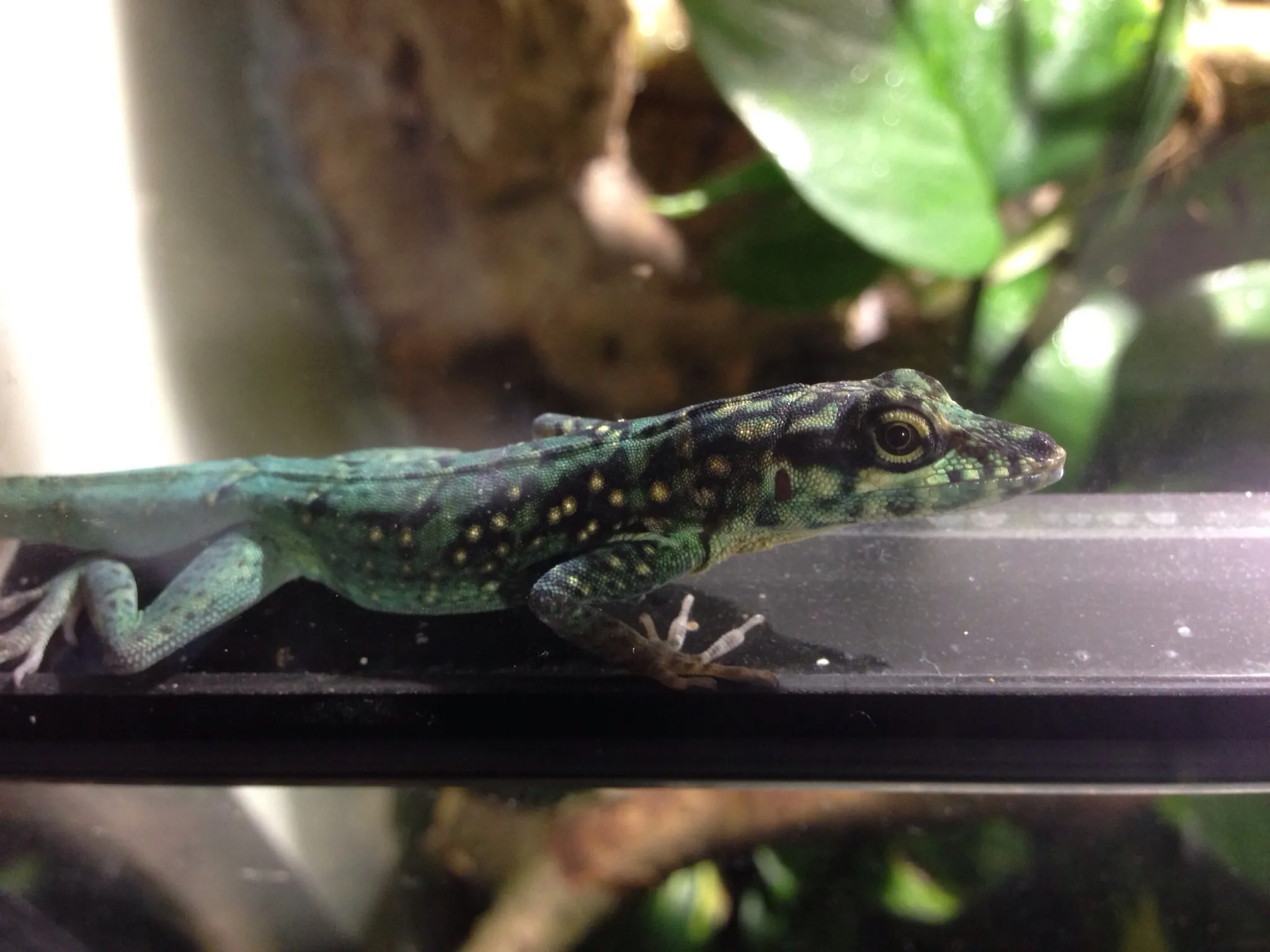 Anolis Roquet Summus