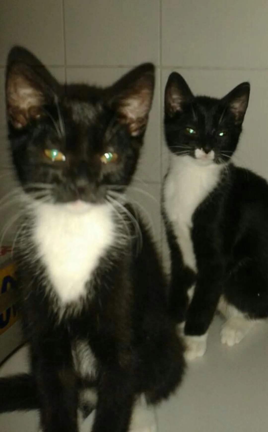 katzen geschwister pärchen abzugeben 3monate alt
