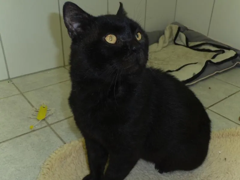 Schmusiger Kater sucht verzweifelt Katzenfreund mit großem Herz – Bild 1