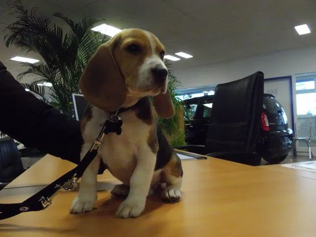 4 Beagle Rüden in gute Hände zu verkaufen! – Bild 1