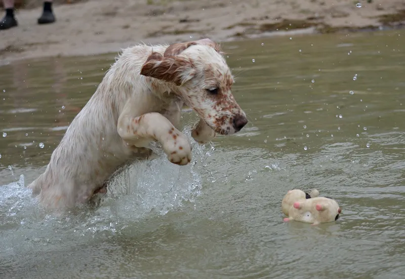 English Setter Welpe Rüde geb. 28.01.2014 sehr verschmust und anhänglich