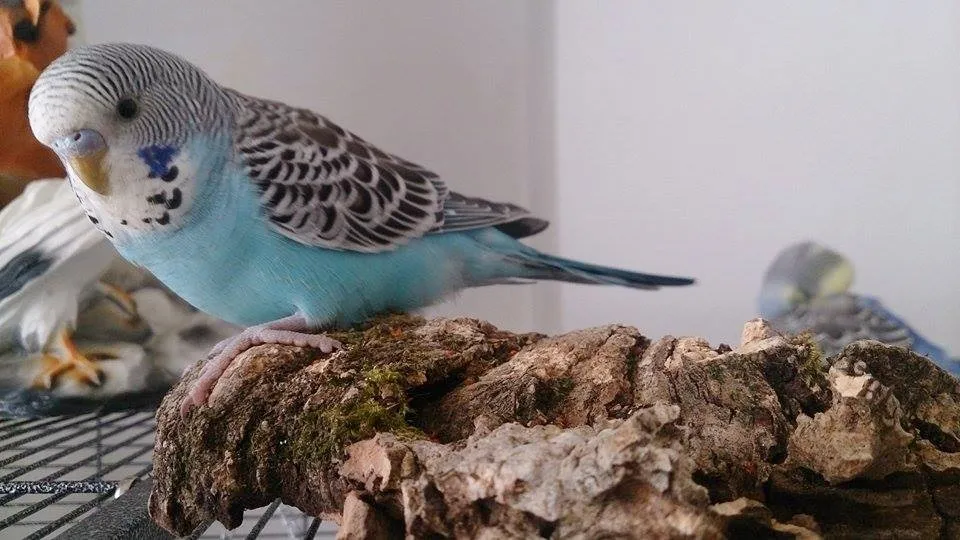 Sitzbrett aus Kork für Wellensittiche, Nymphensittiche und andere Vögel