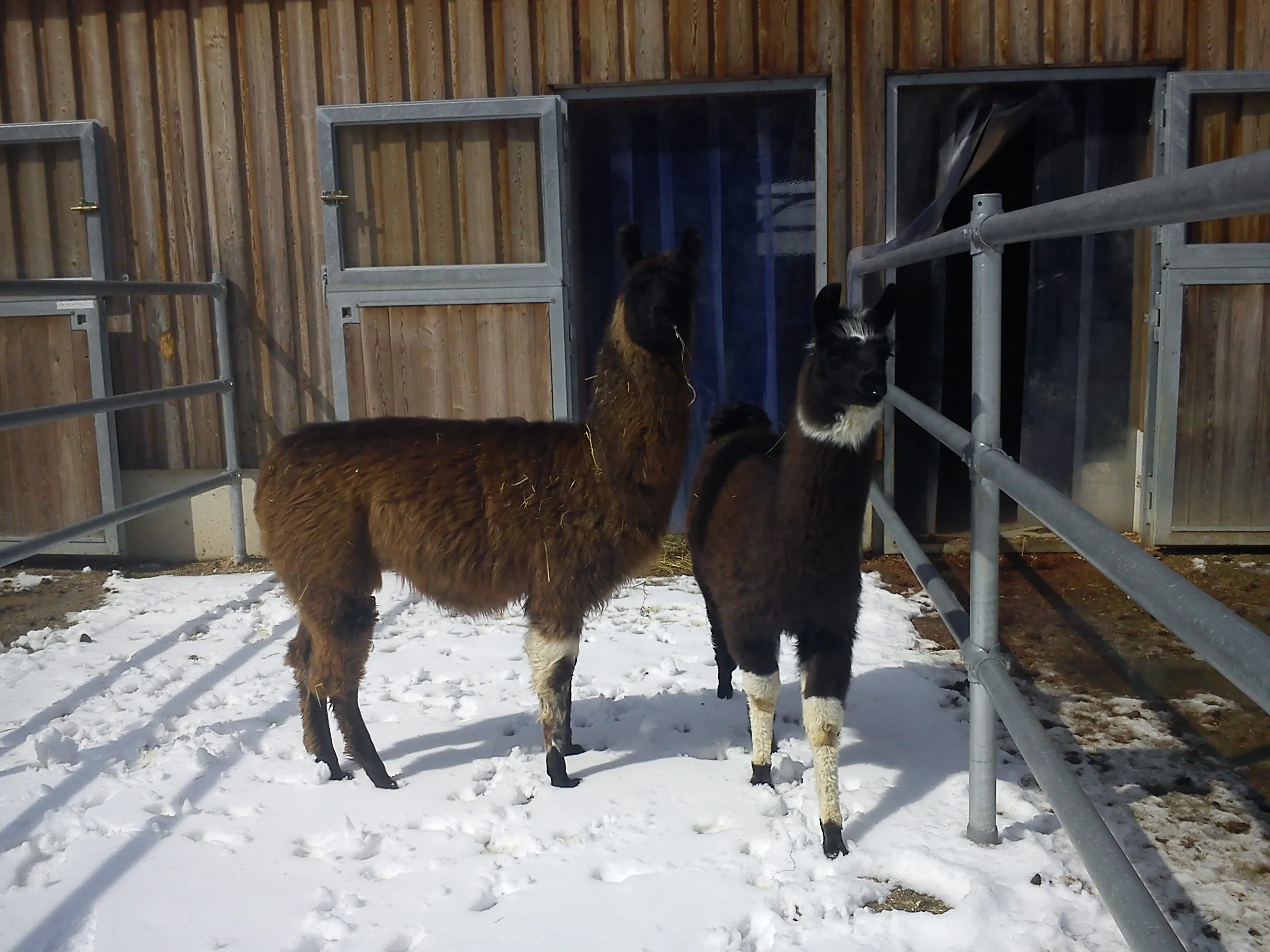 LAMAS aus Artgerechter Haltung