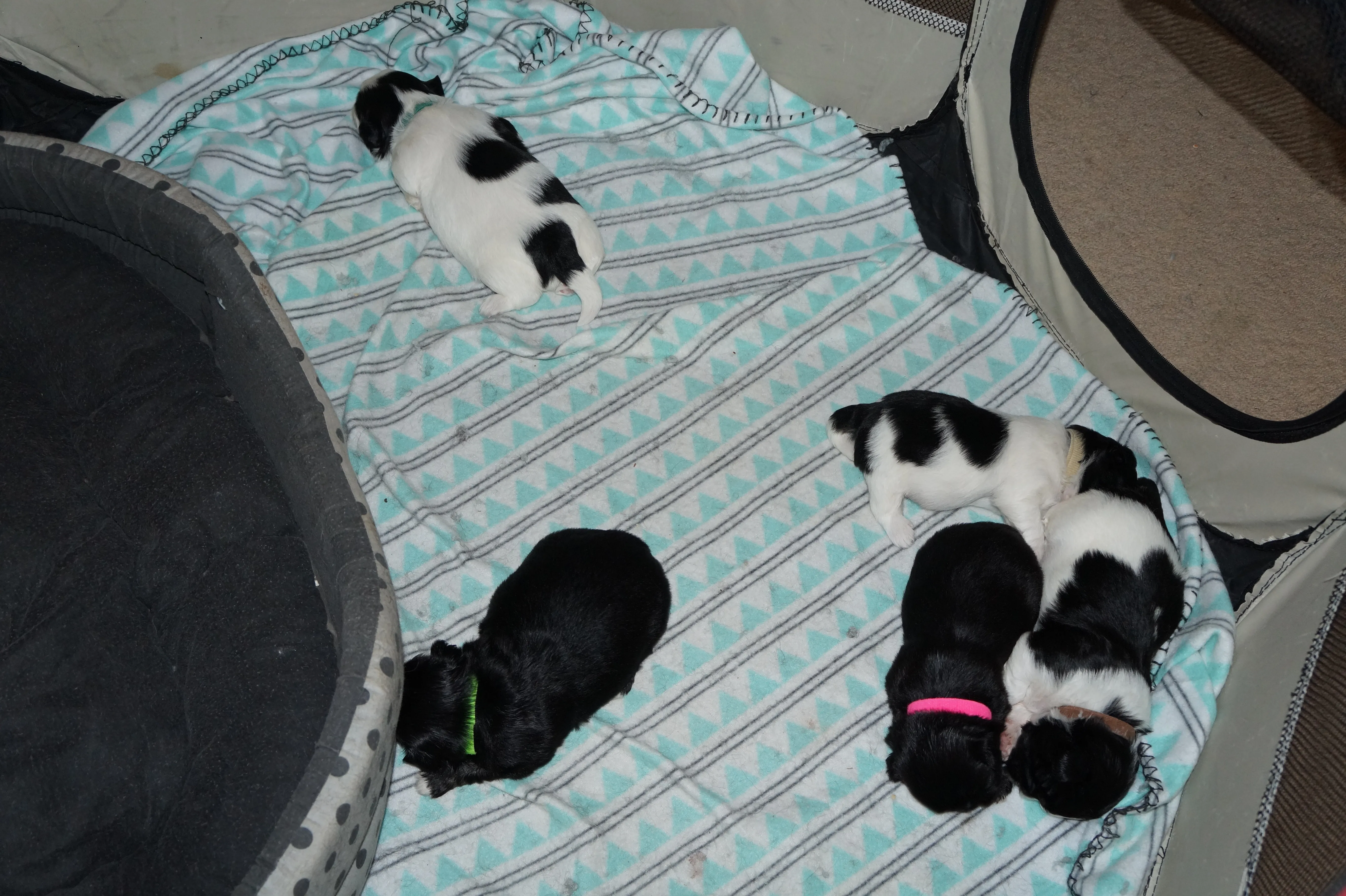 Shih Tzu Welpen