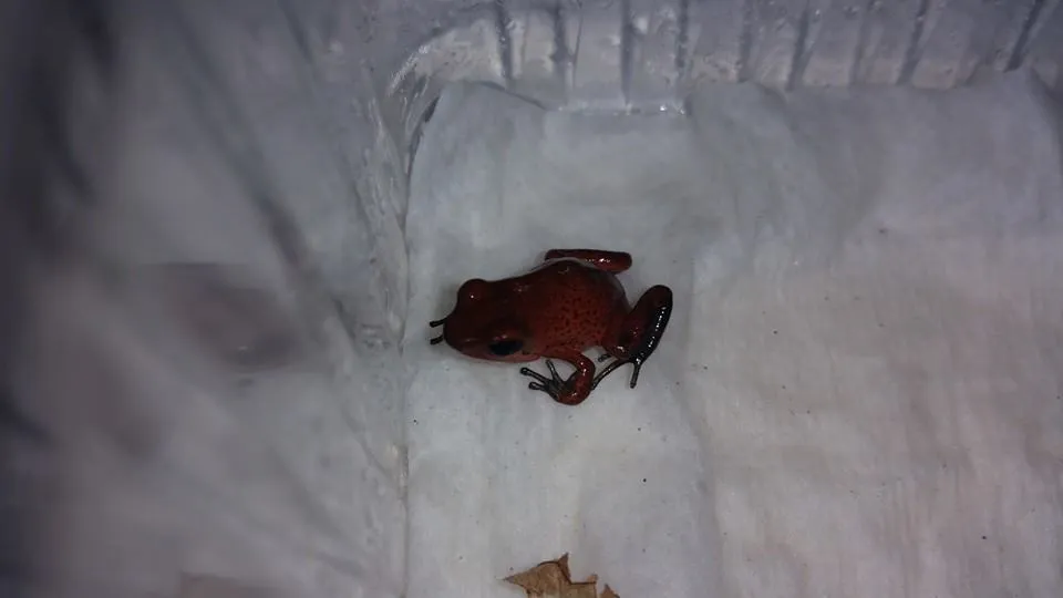 Oophaga Pumilio Bribri – Bild 1