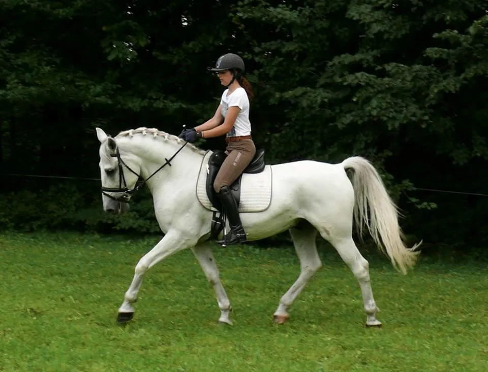 bewegungsstarker LIPIZZANERWALLACH - sicher und charakterfest