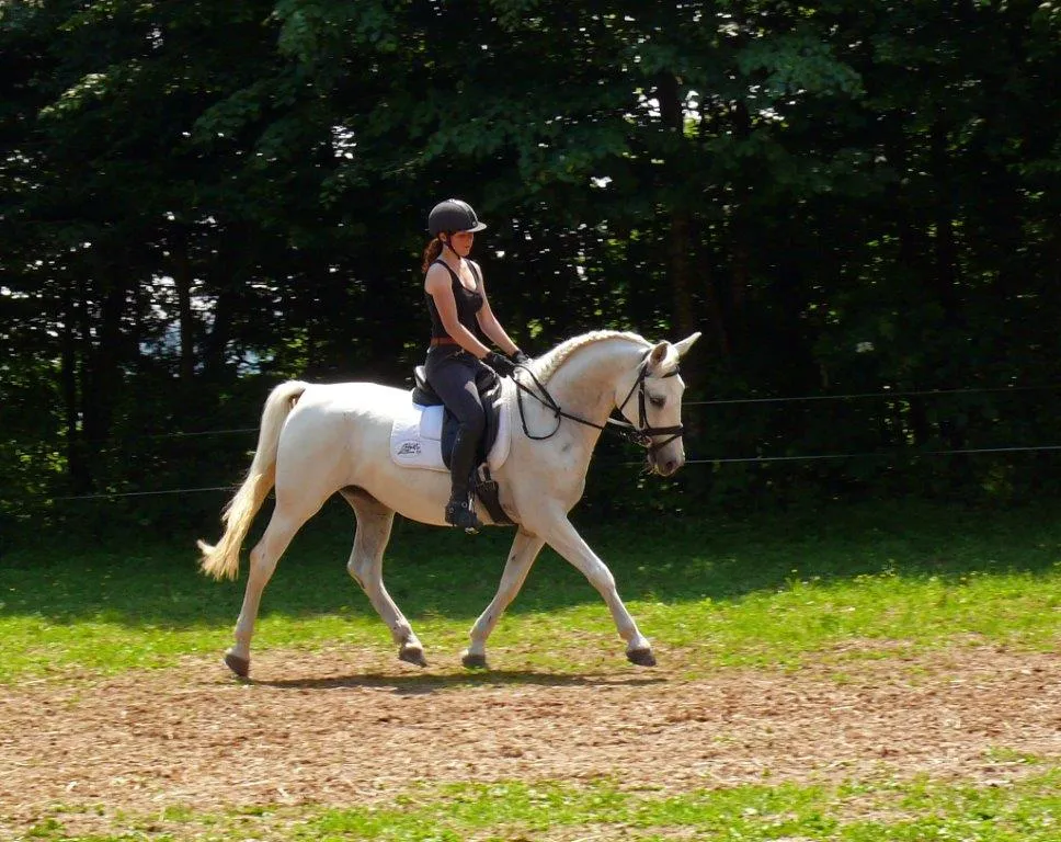 herrliche LIPIZZANERSTUTE