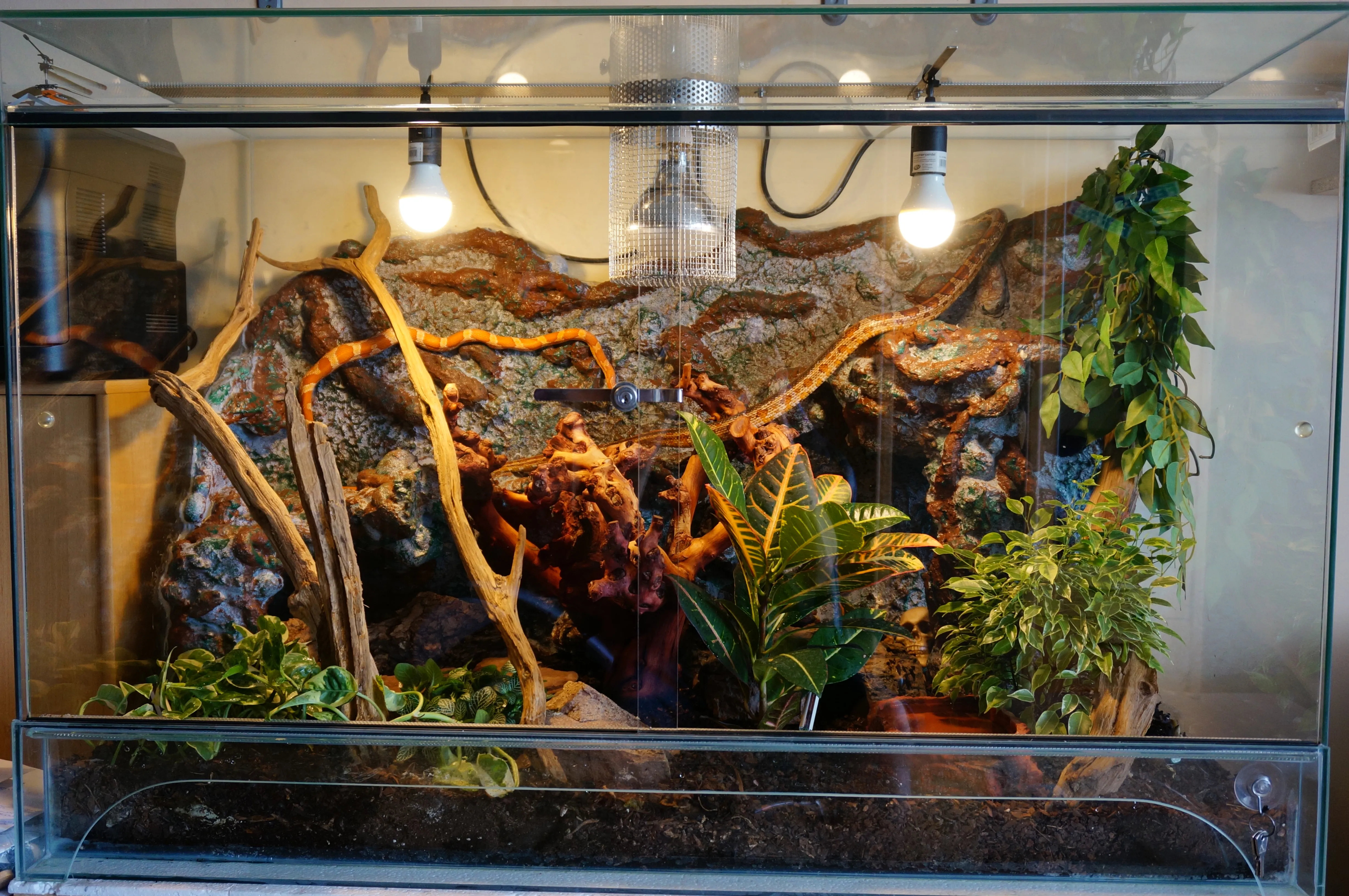 Schönes grosses Terrarium mit 2 Kornnattern