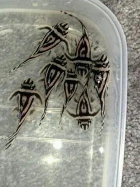 Qualität L46 Hypancistrus Zebra und Arowana Fische