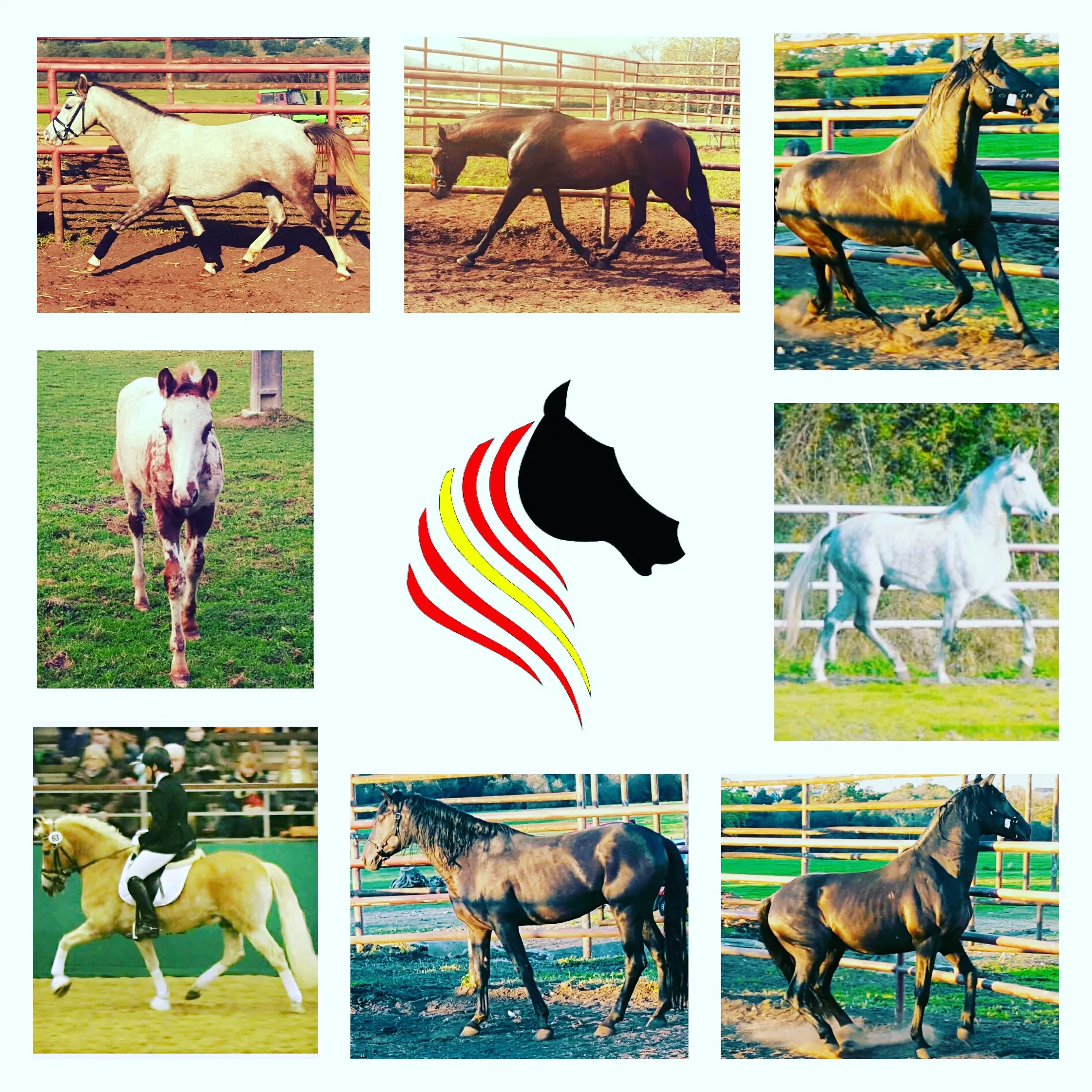 Caballos De Espa a