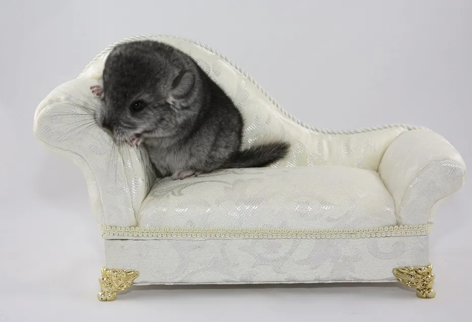 Chinchillas - Babys sind da – Bild 1