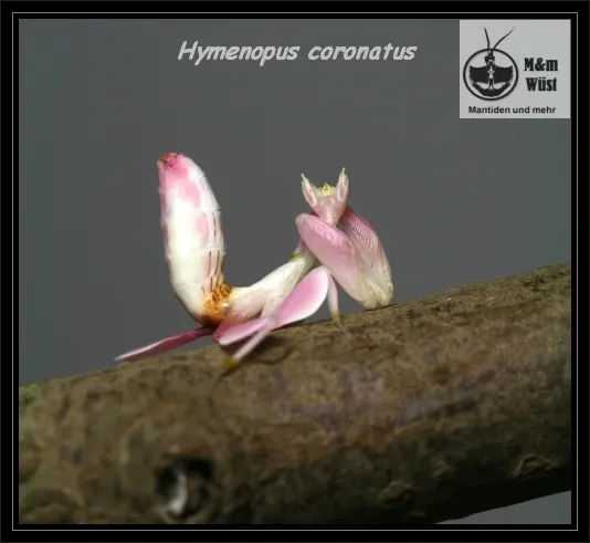 Hymenopus coronatus (Orchideenmantiden), Idolomantis diabolica (Große Teufelsblu – Bild 1