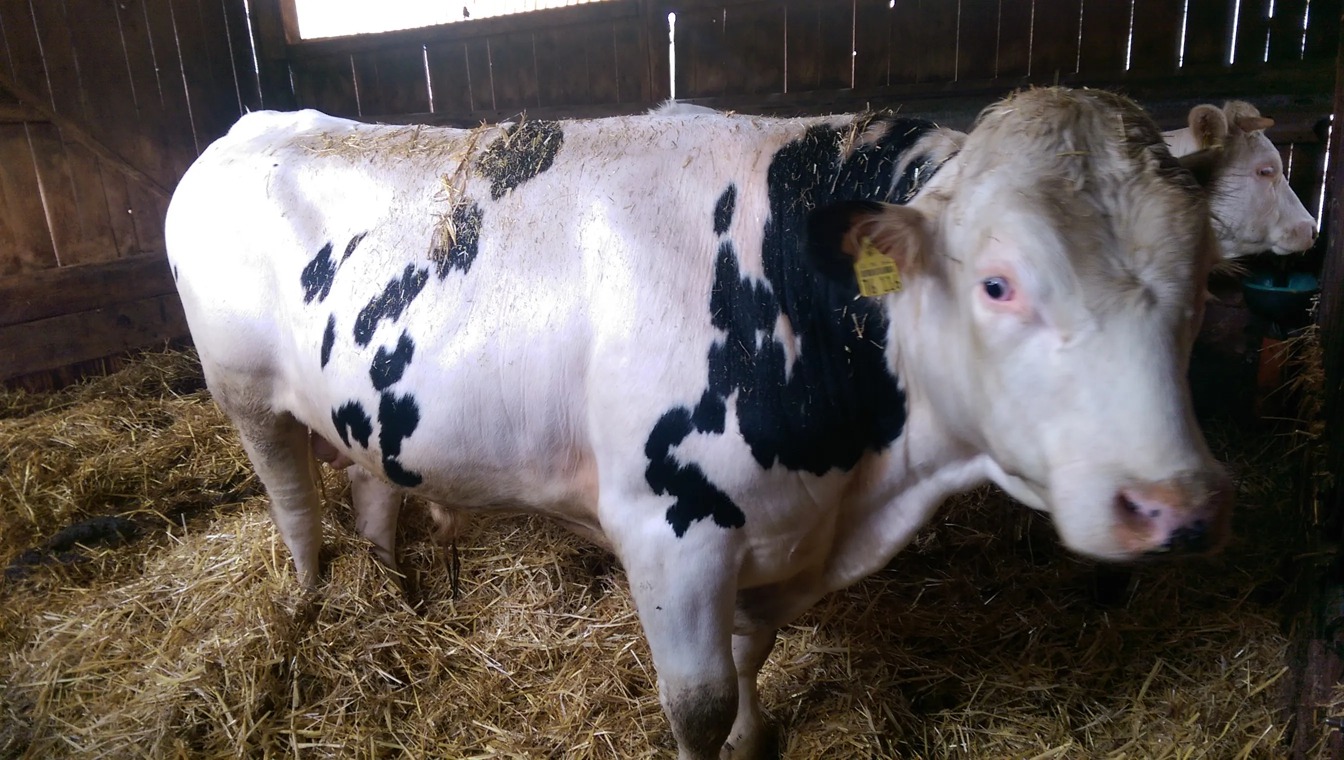 Deckbulle,  gen. Hornlos, Fleckvieh Mix  Bulle