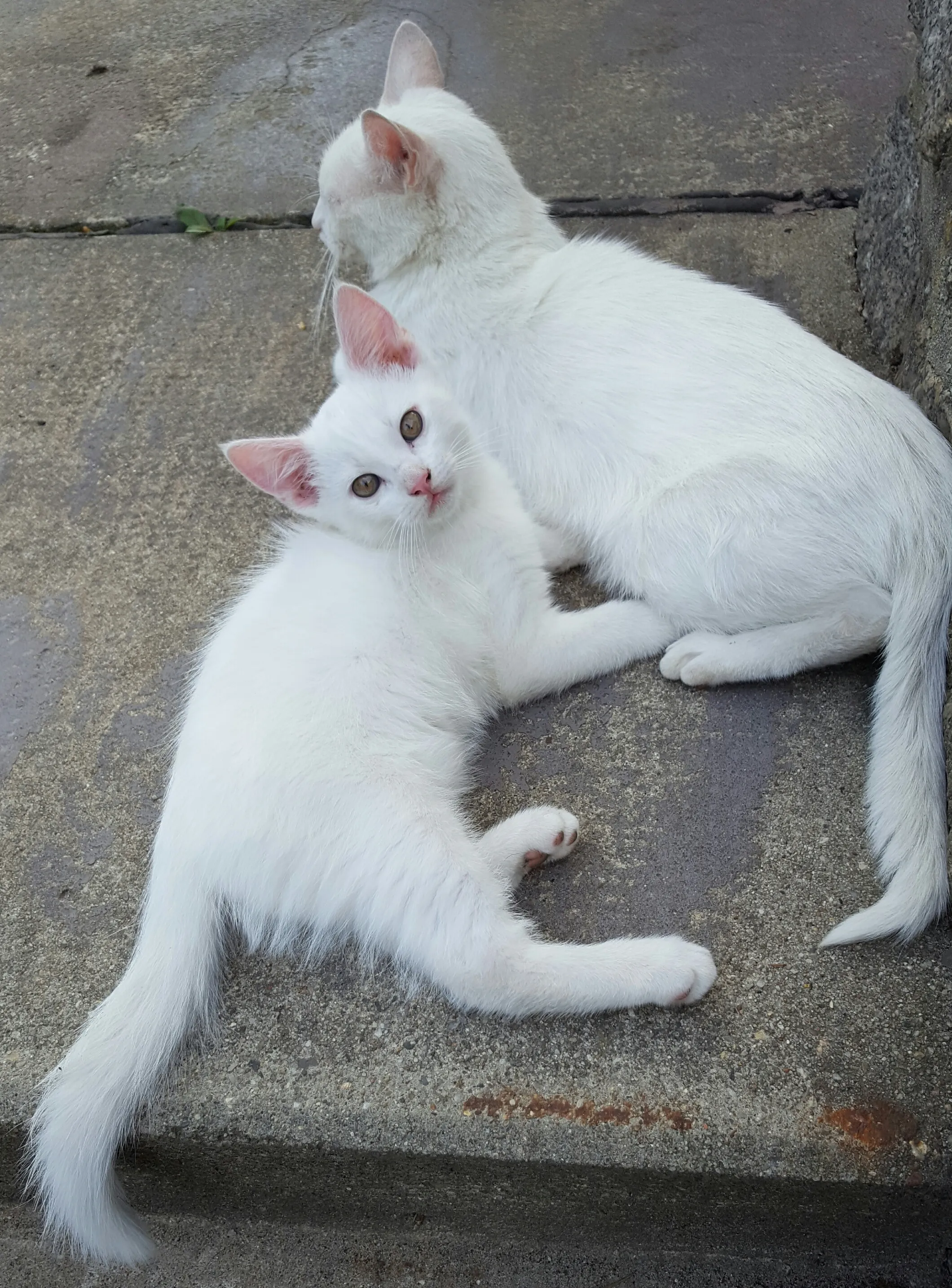Schleppen sie Ihr Katzenstreu noch selbst?
