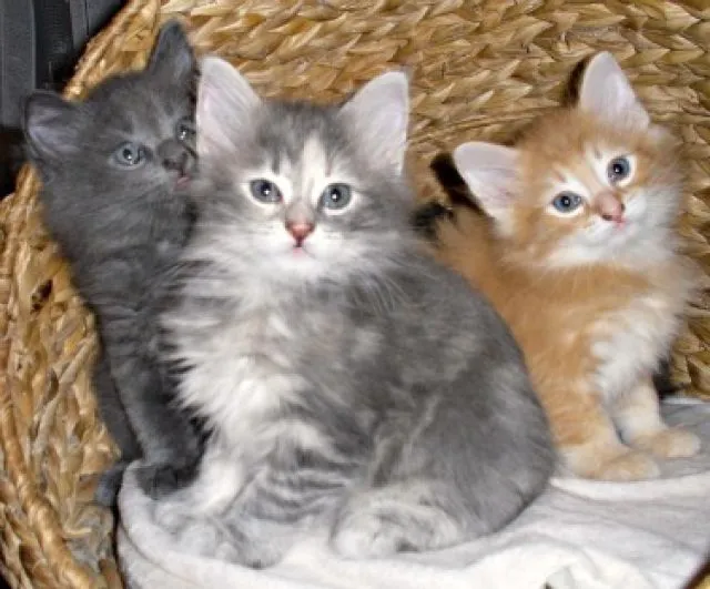 Norwegisches Waldkatzen Baby Dangerfjords Biene blue torbie !