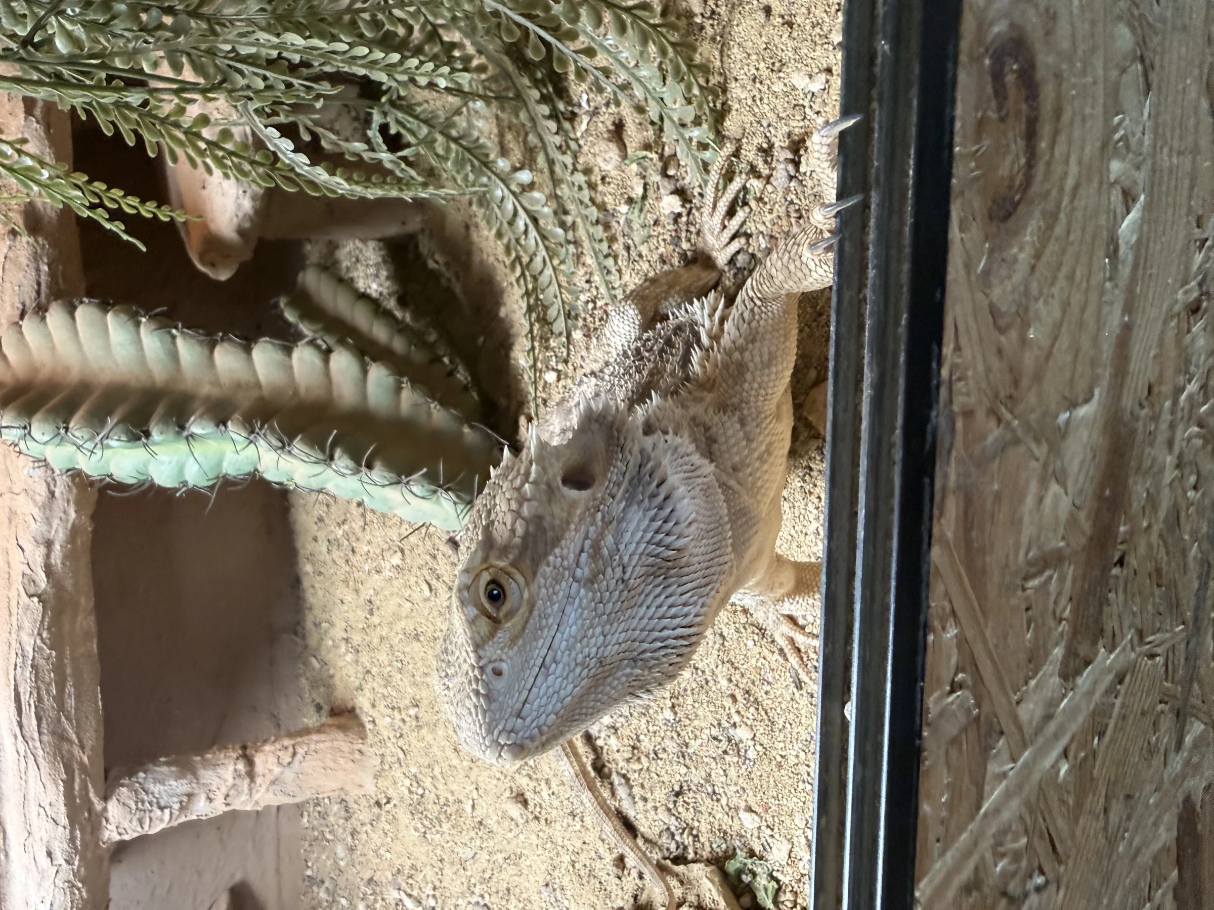 Bartagame (Mit oder Ohne Terrarium) zuverkaufen