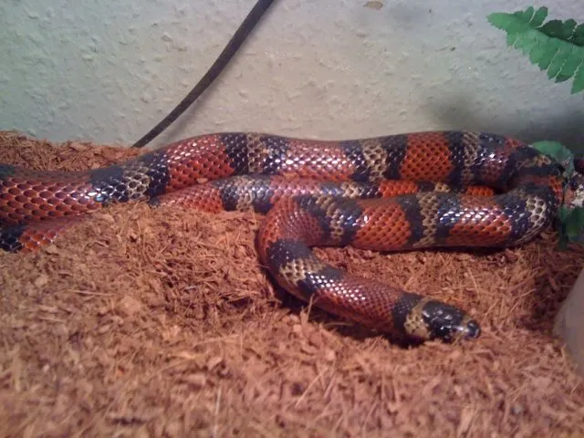 Königsnatter (Lampropeltis) Zum Tausch oder gegen Gebot