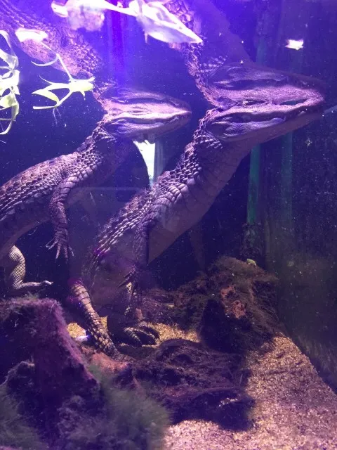 BIETE BRILLENKAIMAN JUNGE (CAIMAN CROCODILUS)