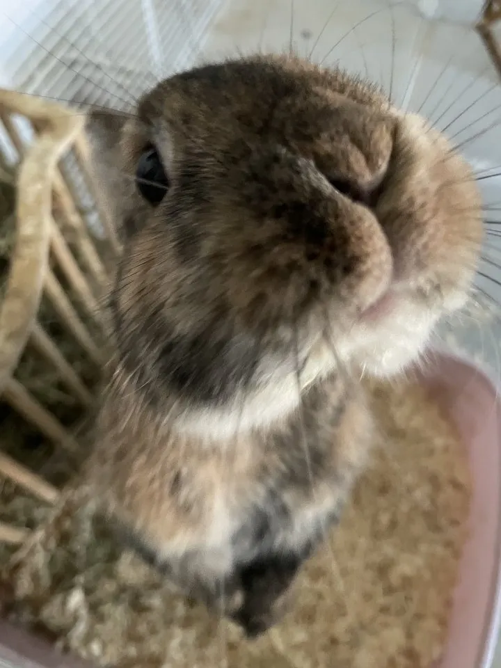 männliches Zwerg-Kaninchen fast Jahr alt