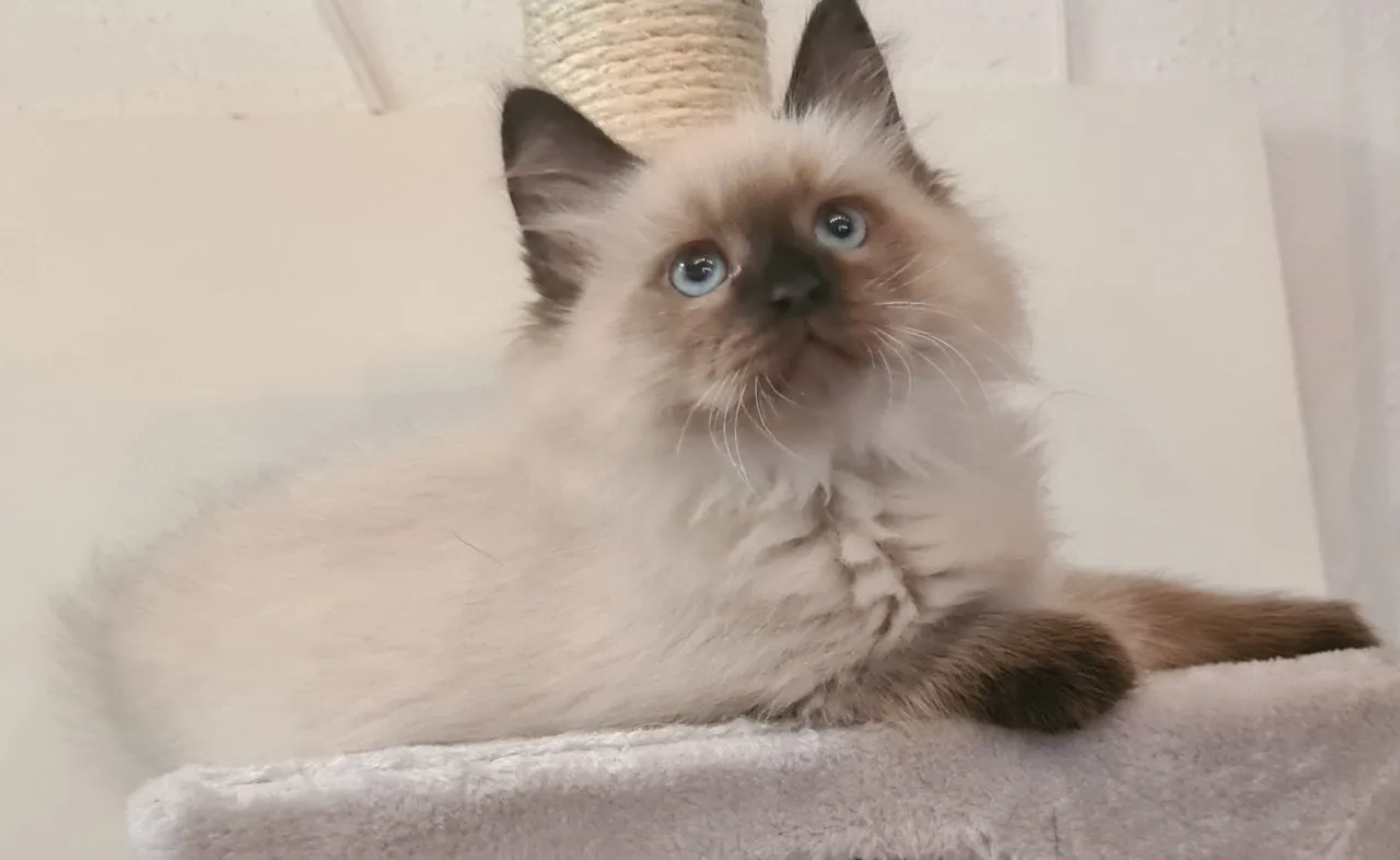 Sibirische Waldkatze Zwei Kater Neva Masquarade Sibirische Katze