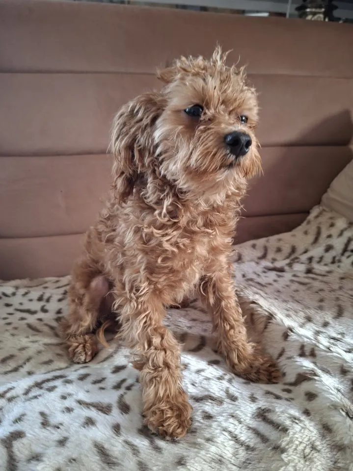 F1-Maltipoo-Rüde liebevoll aufgezogen & bereit für sein Für-immer-Zuhause