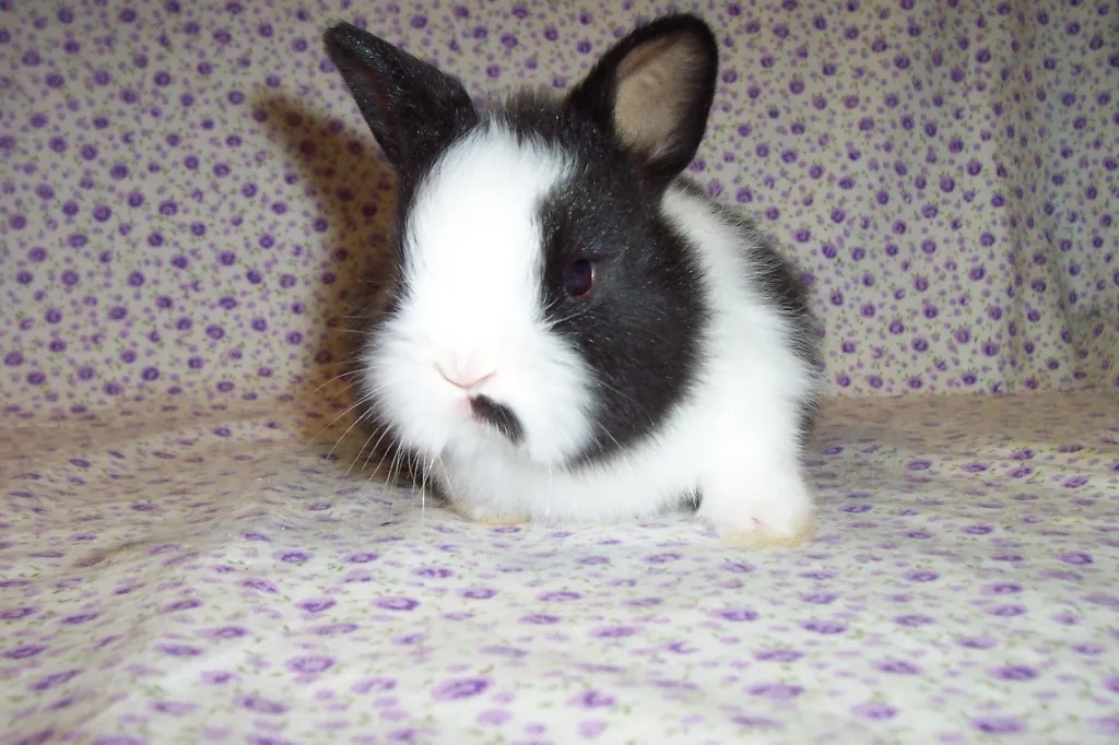 Zwer Angora Kaninchen Hasen Weiß und Schwarz-Weiß