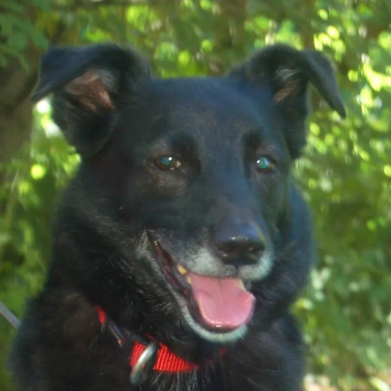 SAMMY DEDLUXE - Mix - 9 Jahre - Tierhilfe-Franken e.V.