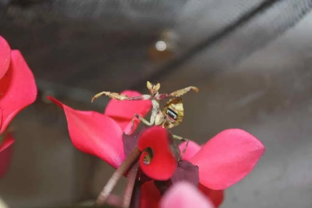 Creobroter elongatus + Spodromantis viridis