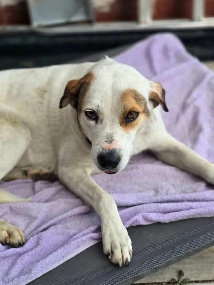 Belle – kleine Freigeistin sucht ruhiges Zuhause ❤️
