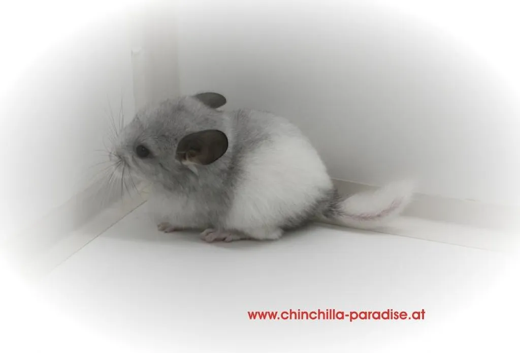 Chinchilla