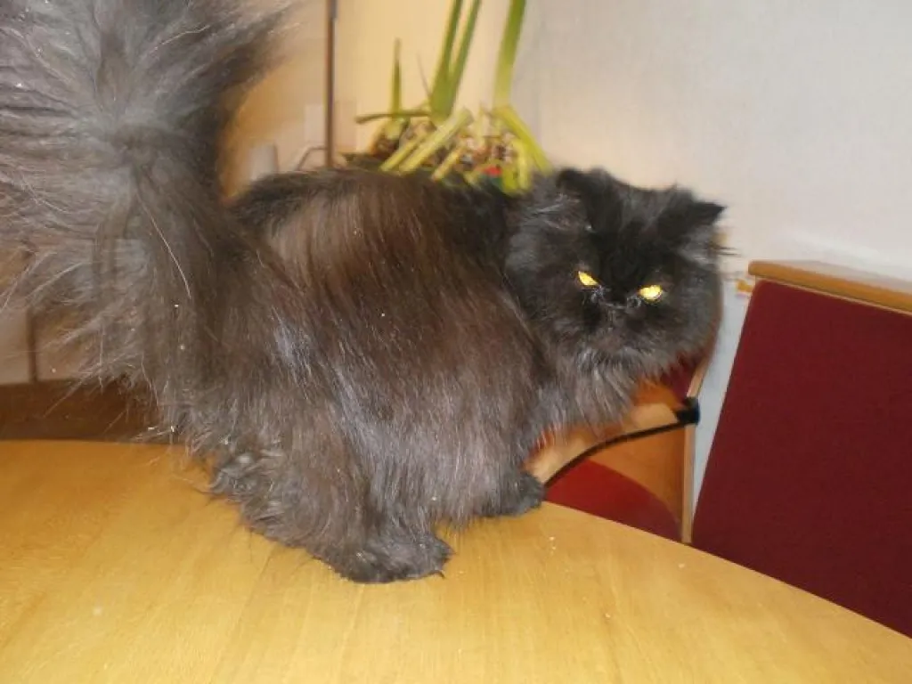 Perserkatzen günstig!!