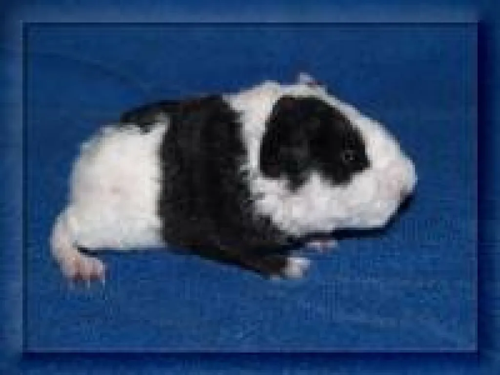 Meerschweinchen / US-Teddys