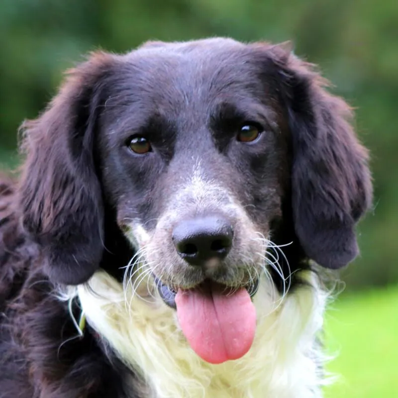 STORMY - Setter-Münsterländer-Mix - 1 Jahr und 8 Monate - Tierhilfe-Franken e.V.