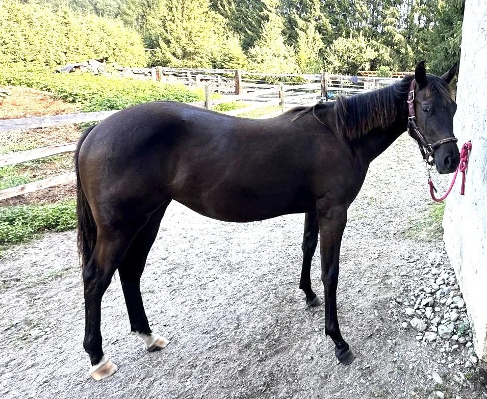 Stutfohlen Quarter Horse