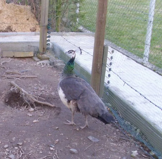 Pfau 0,1 abzugeben