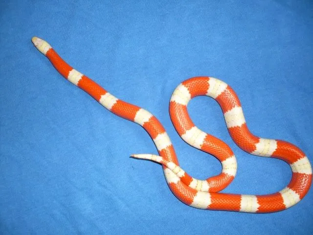 1,1 Lampropeltis nelsoni albino