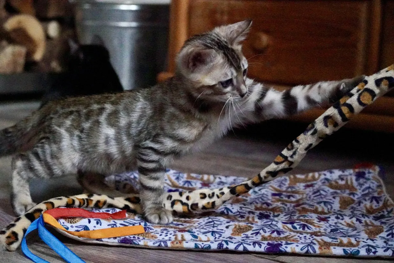Reinrassige liebevolle Bengal Kitten mit Stammbaum