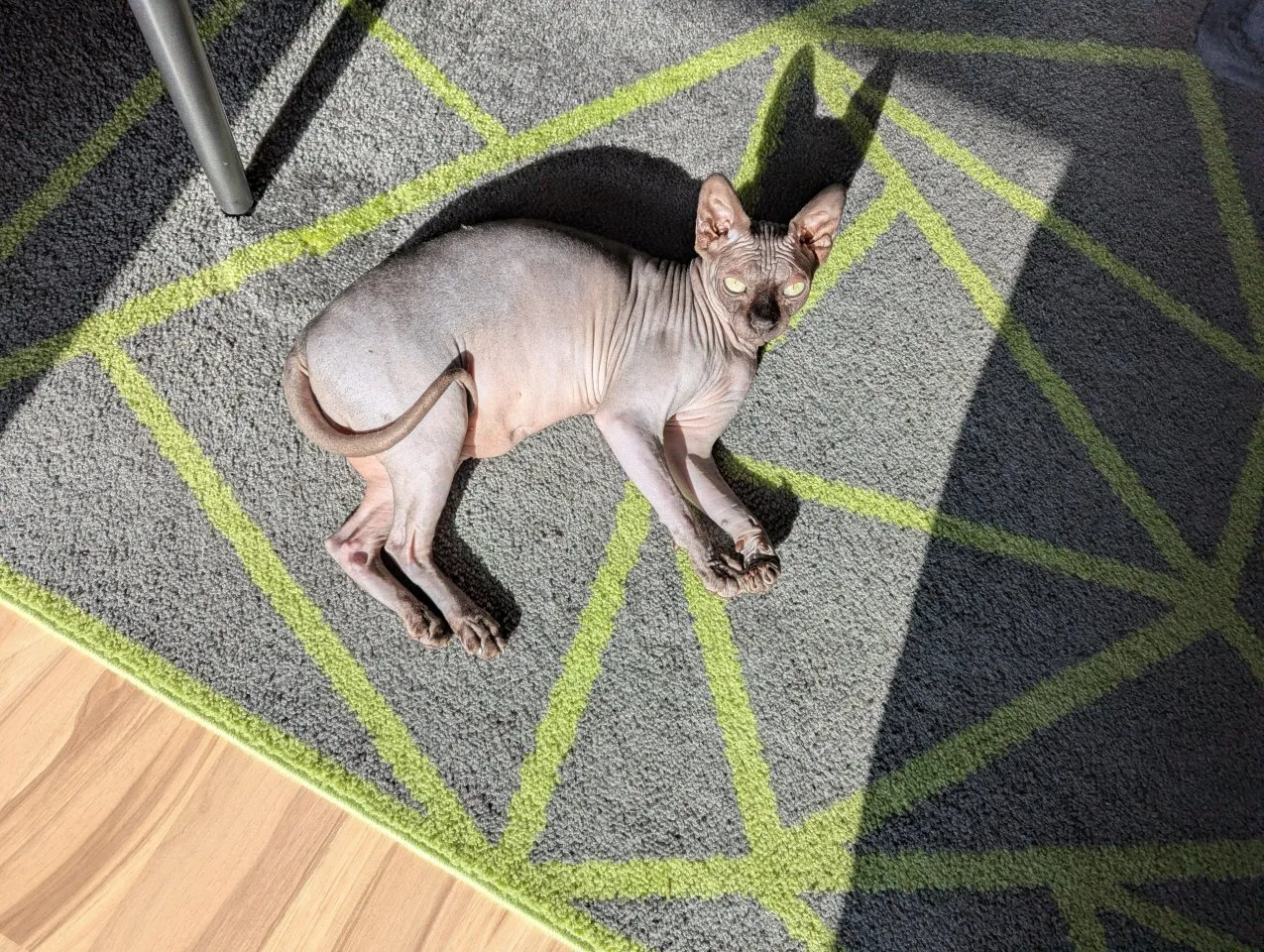 Sphynx Katze sterilisiert 2 Jahre alt