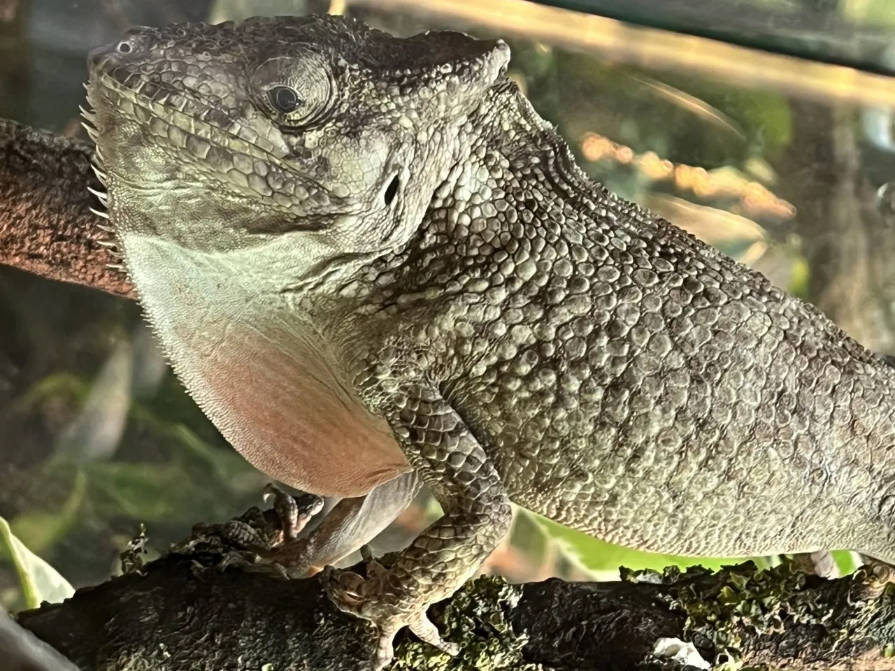 2.4 Chamaeleolis porcus Anolis porcus, junge adulte erprobte Zuchtgruppe aus Hobbyzucht abzugeben. Nur zusammen.