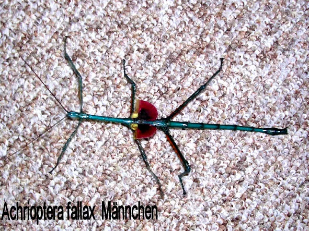 Achrioptera fallax