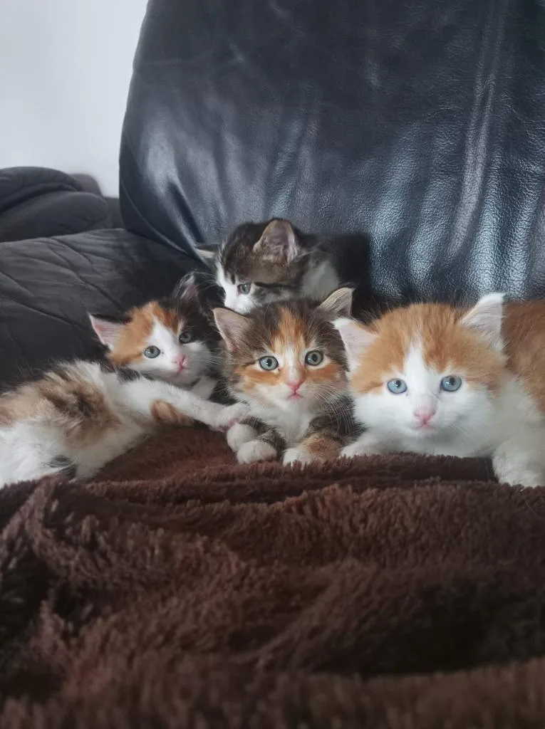 Zauberhafte Glückskätzchen (3-farbig) Maine-Coon-Mix weiblich + männlich – Bild 1