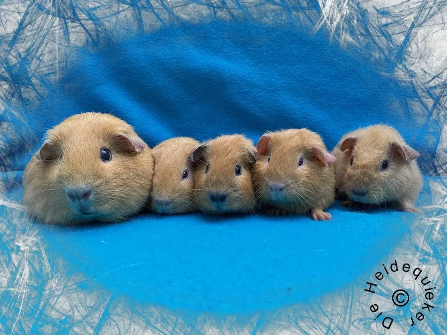 US Teddy Meerschweinchen, Kastrate und Erzieherschweinchen zur Abgabe – Bild 1