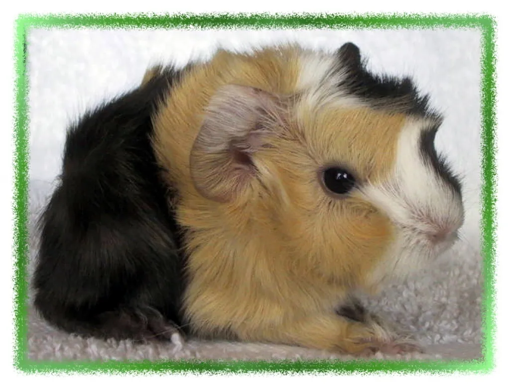 Rassemeerschweinchen zu verkaufen