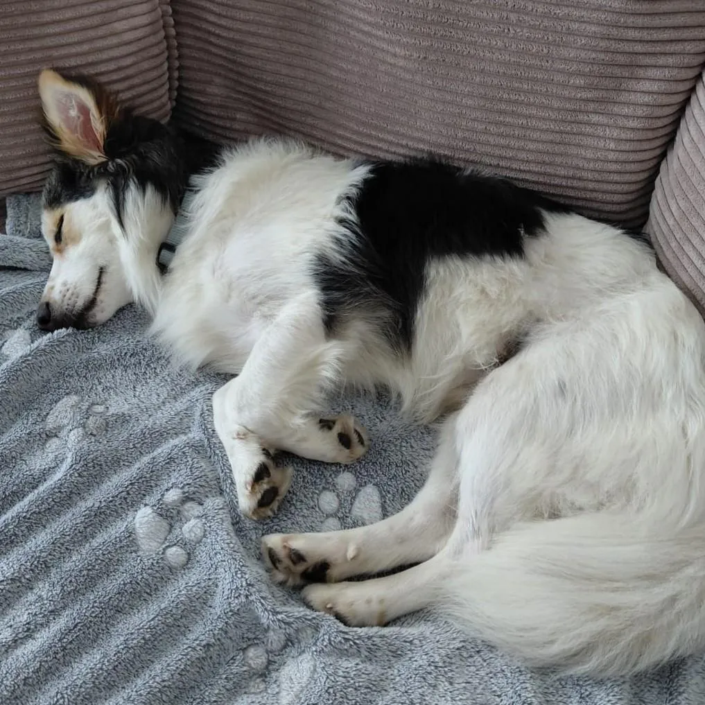 Theo - intelligent und menschenbezogener aktiver Hund