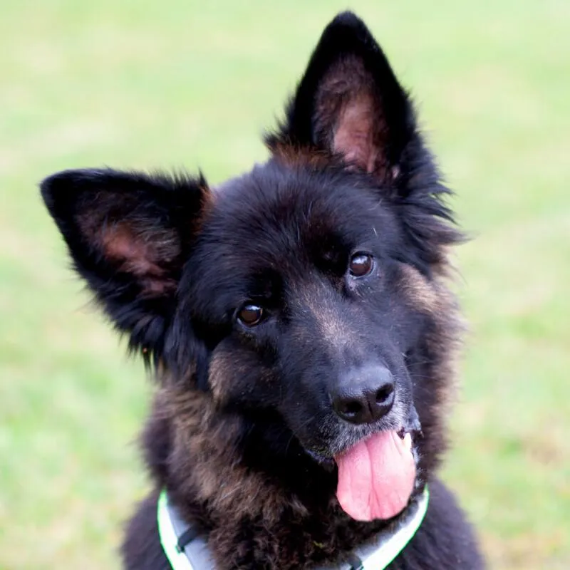 FRANEK - Altdeutscher Schäferhund - 7 Jahre - Tierhilfe-Franken e.V.