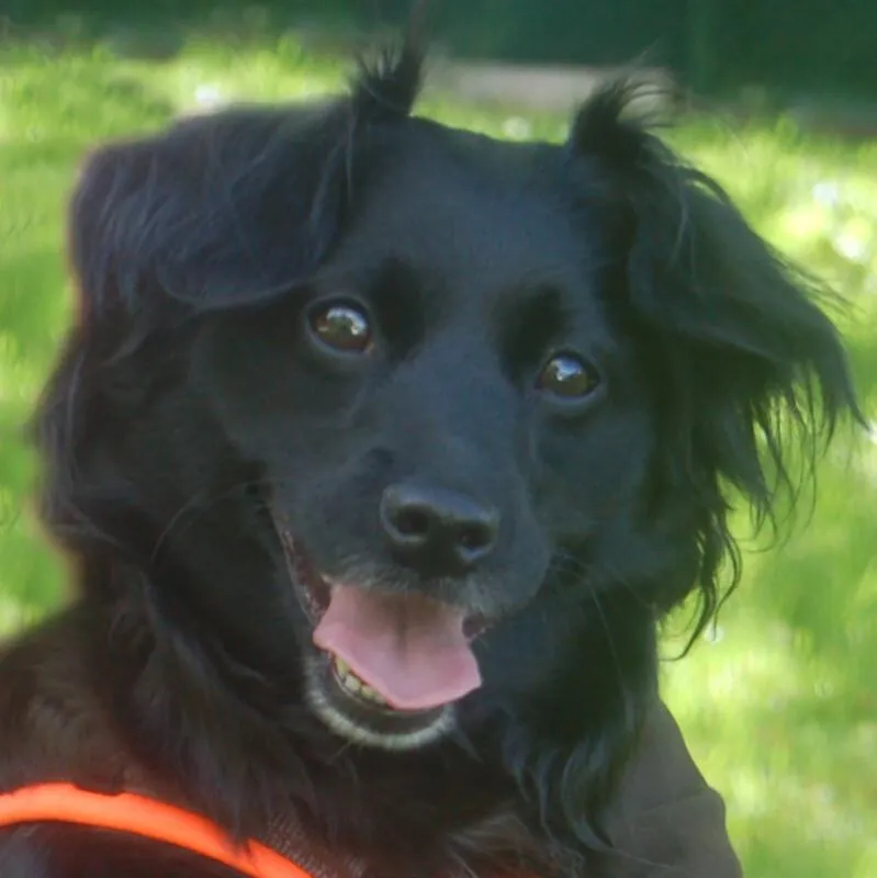 MISS PUMA - Spaniel-Mix - 3 Jahre - Tierhilfe-Franken e.V.