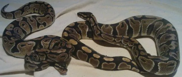 Verkaufe 2 Königspythons!!! – Bild 1