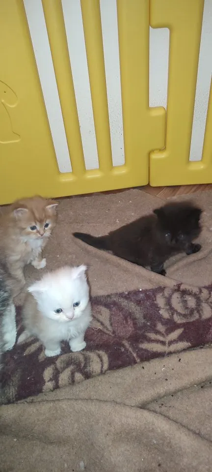 Zuckersüße Main coon/ Perser Kitten – Bild 1