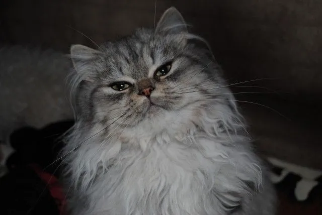 Perserkatze, chinchilla sucht liebes Zuhause