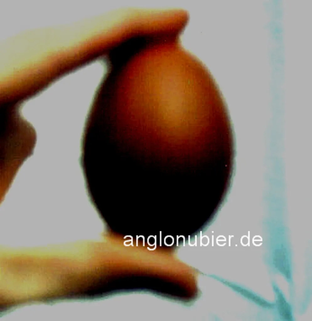 Bruteier von Rassehühnern wie Marans , Brahma